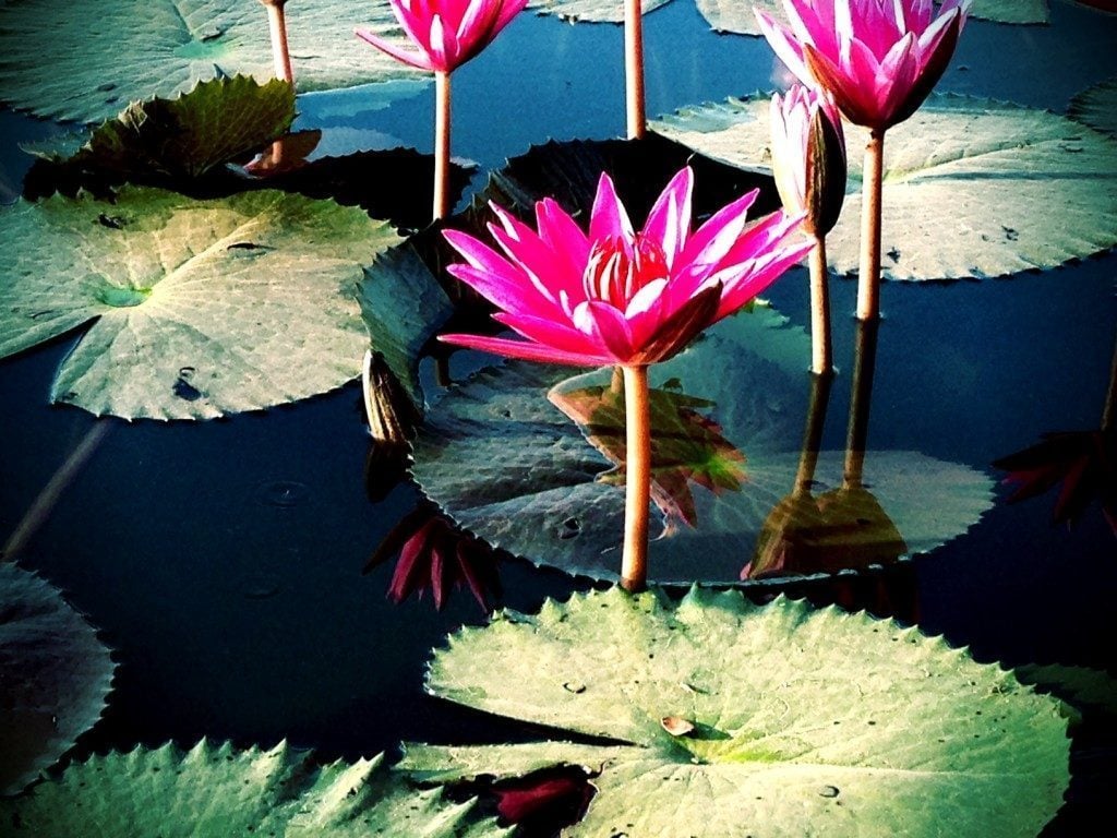 Lotus Flowers at Angkor Wat