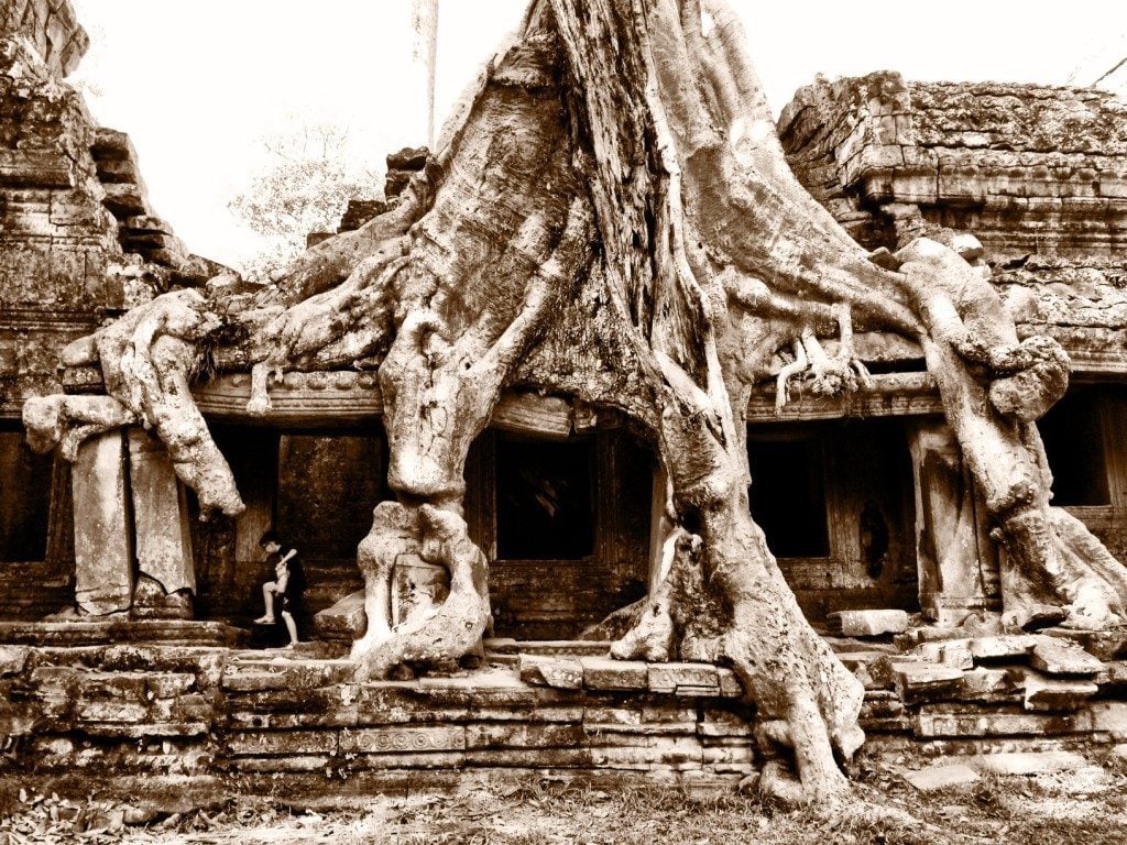 Tree growing out of Ta Prohm