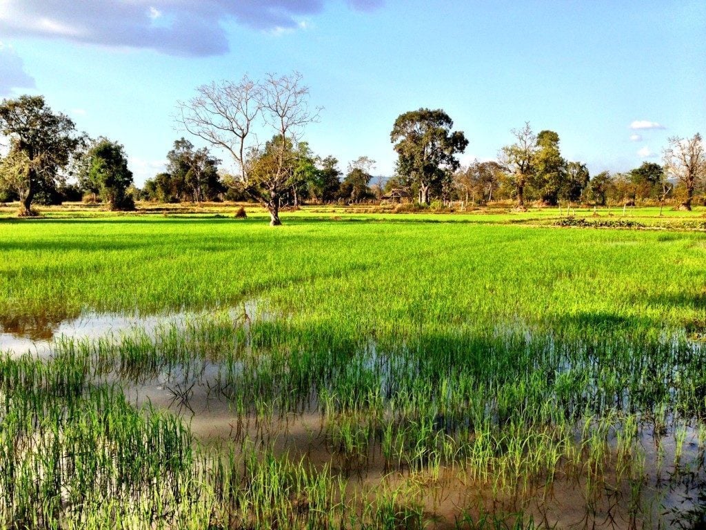rice fields at siem reap, cambodia