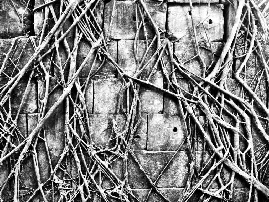 roots at beng mealea