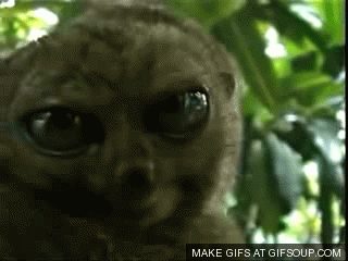 My Embarrassing Driving Experience in Ouarzazate 2 Dramatic Lemur