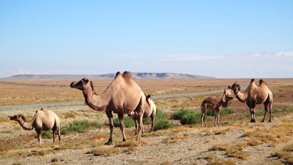 Mongol Rally in Kazakhstan