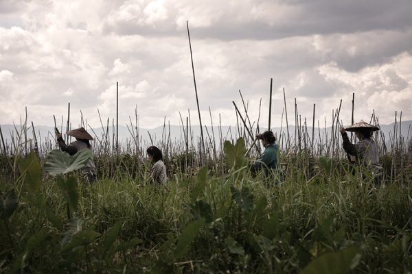 Photos and Memories From Inle Lake, Myanmar 12 farmers in Inle Lake in Myanmar