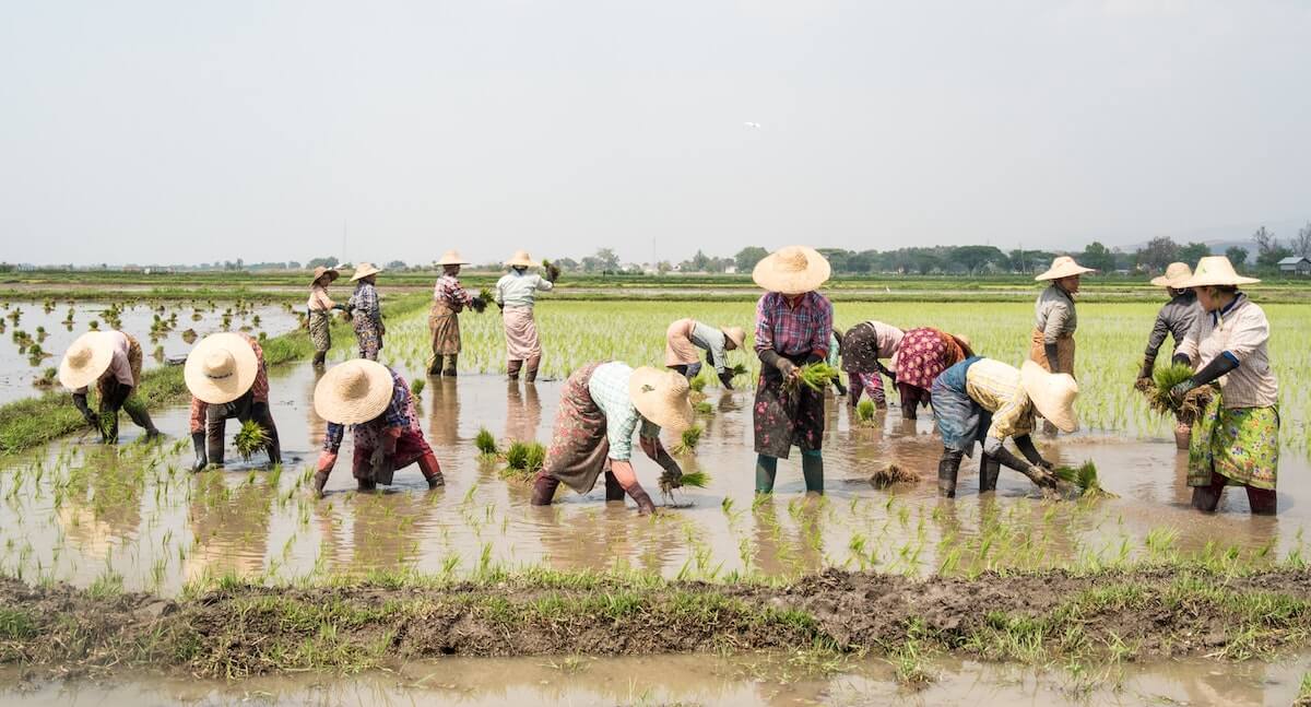 Farmers working in Myanmar