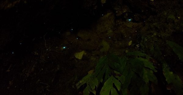 Glowing worms in New Zealand