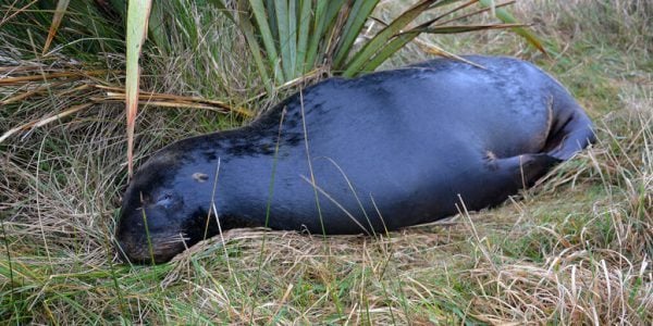 Seal in New Zealand