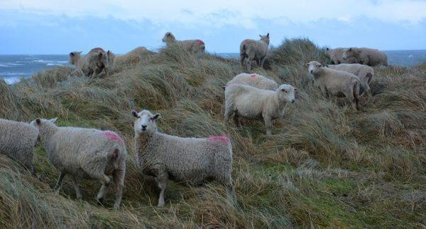 Sheep in New Zelanad
