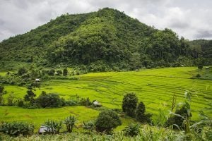 Rice fields in Mae Sariang