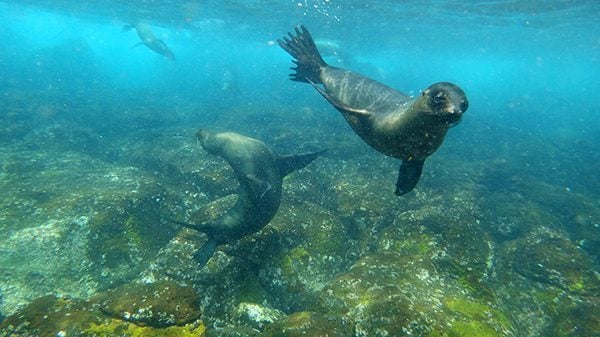 20 Interesting Facts You May Not Know About The Galapagos 5 Sea Lions in Galapagos, Ecuador