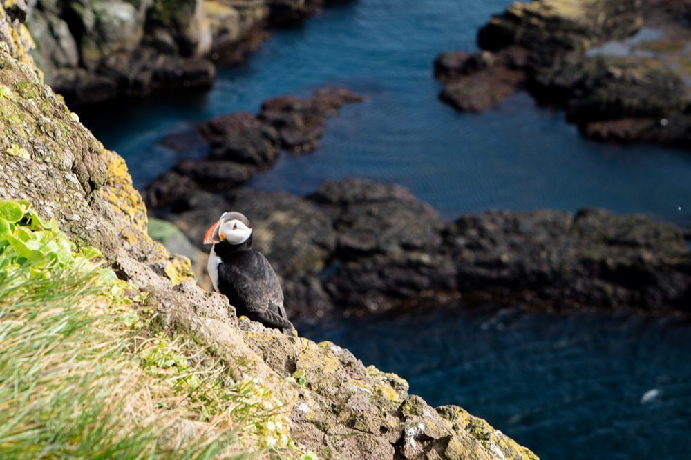 Puffin in Iceland