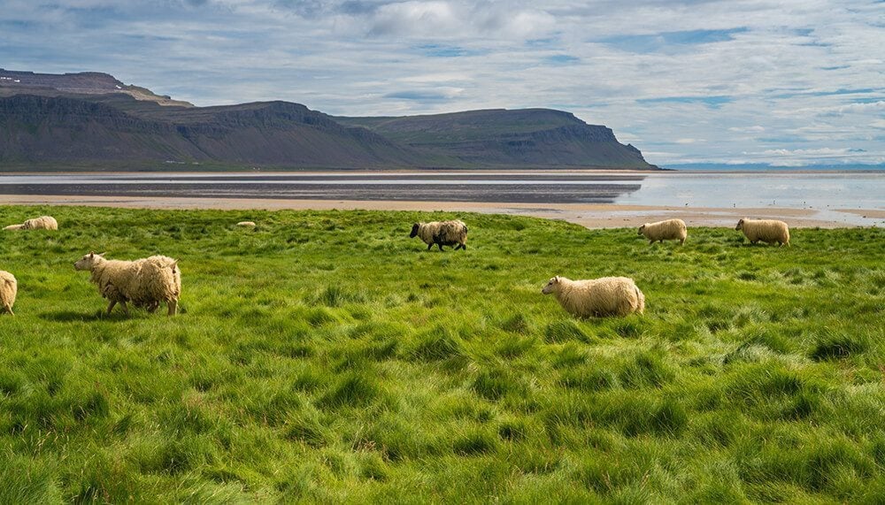 Sheep at the beach in Iceland