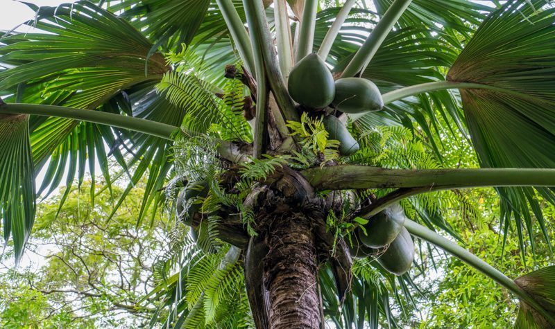 How To Travel The Best Of Seychelles On A Budget 12 Coco de Mer, Seychelles