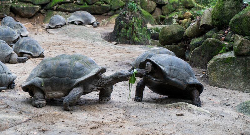 How To Travel The Best Of Seychelles On A Budget 13 Tortoises in Seychelles