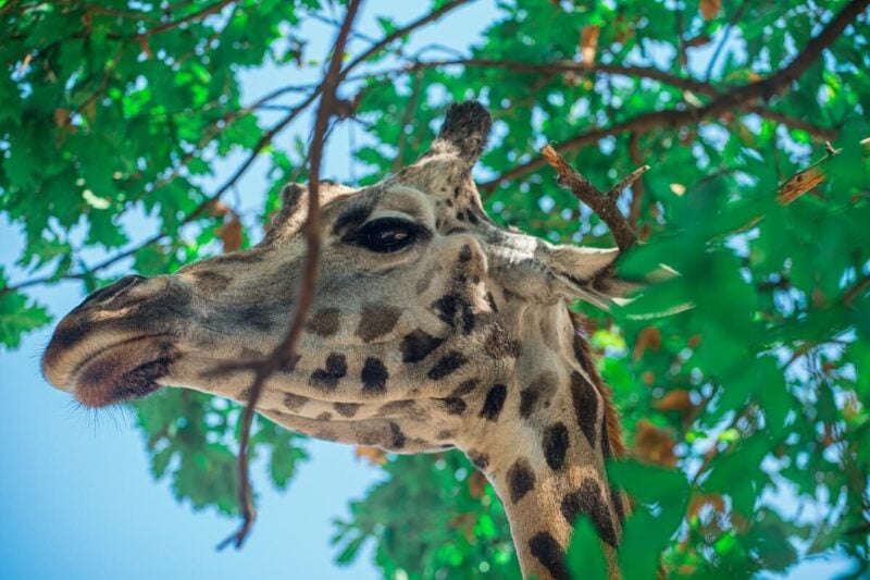 Budapest Zoo, Budapest