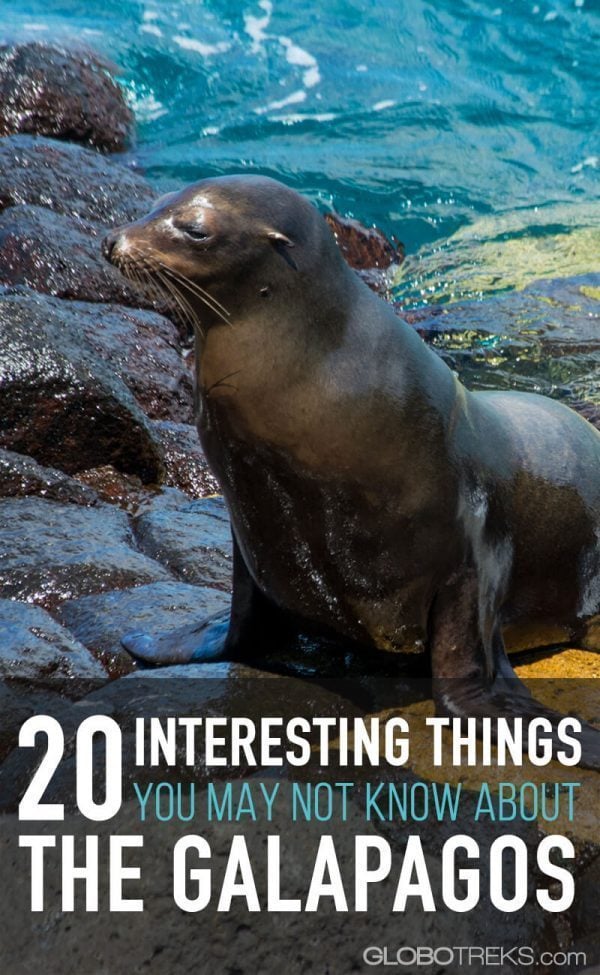 20 Interesting Facts You May Not Know About The Galapagos 11 20 Interesting Things You May Not Know About The Galapagos-Pin