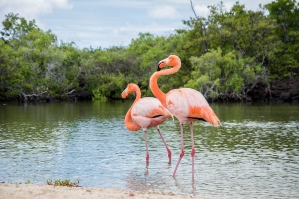 20 Interesting Facts You May Not Know About The Galapagos 1 Pink Flamingos, Galapagos