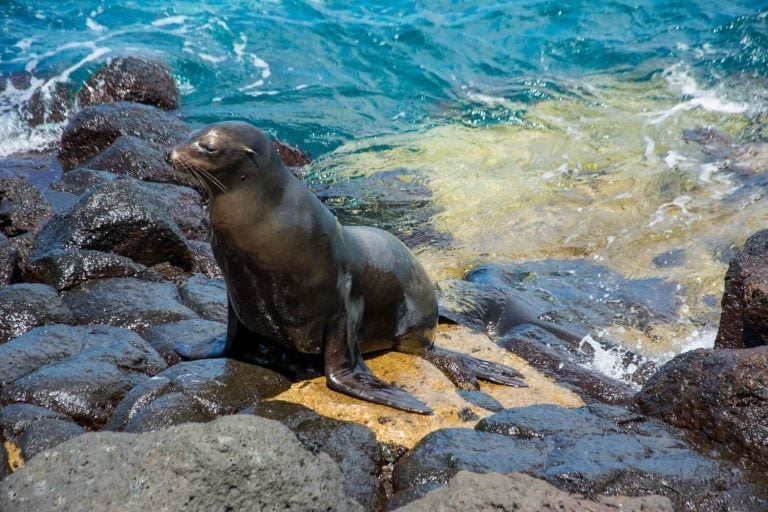 Seal, Galapagos