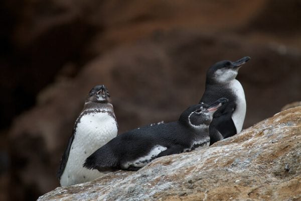 20 Interesting Facts You May Not Know About The Galapagos 6 Penguins, Galapagos