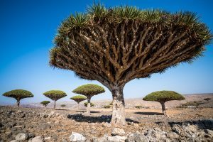 Dicksam Dragon Blood Trees at Socotra Island
