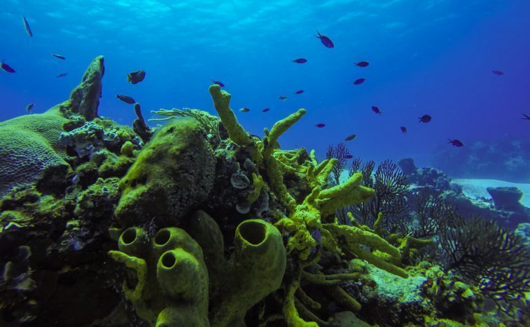 Tormentos - Diving in Cozumel