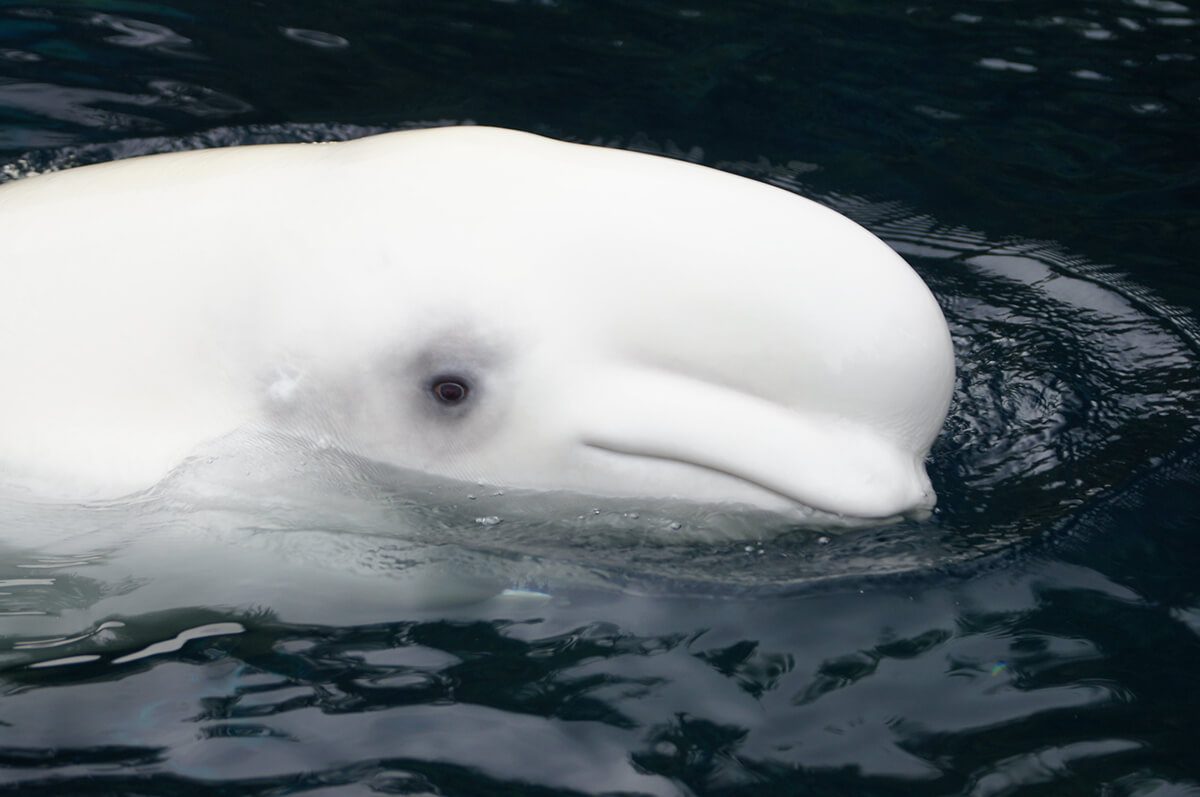 Beluga Whale in Manitoba, Canada