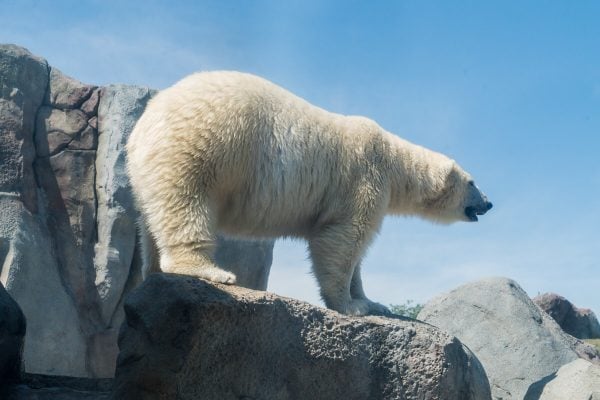 Assiniboine Zoo Polar Bear