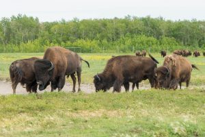 FortWhyte Alive Buffalos Winnipeg