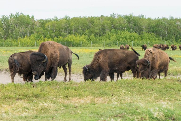FortWhyte Alive Buffalos Winnipeg
