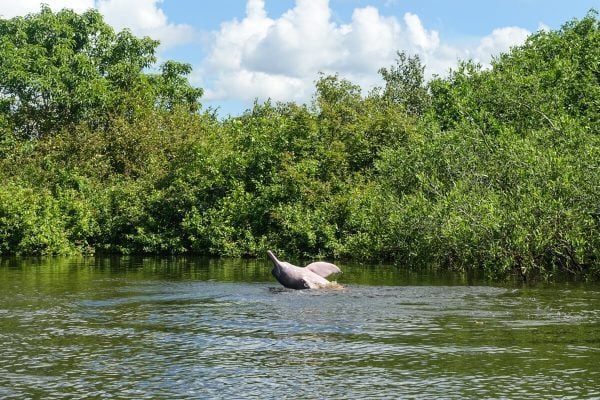 Amazon pink dolphin