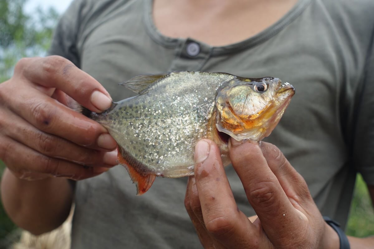 Piranha