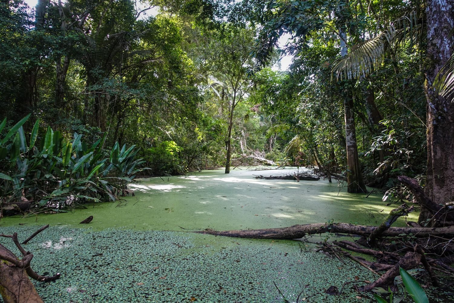 Amazon river in the jungle