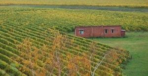 Fun Things to Do in Napier, NZ | Top Attractions & Activities 5 Napier Wine Farm