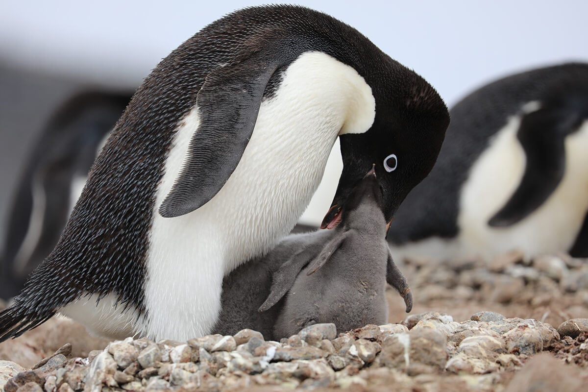 Penguin Chicks in Antarctica