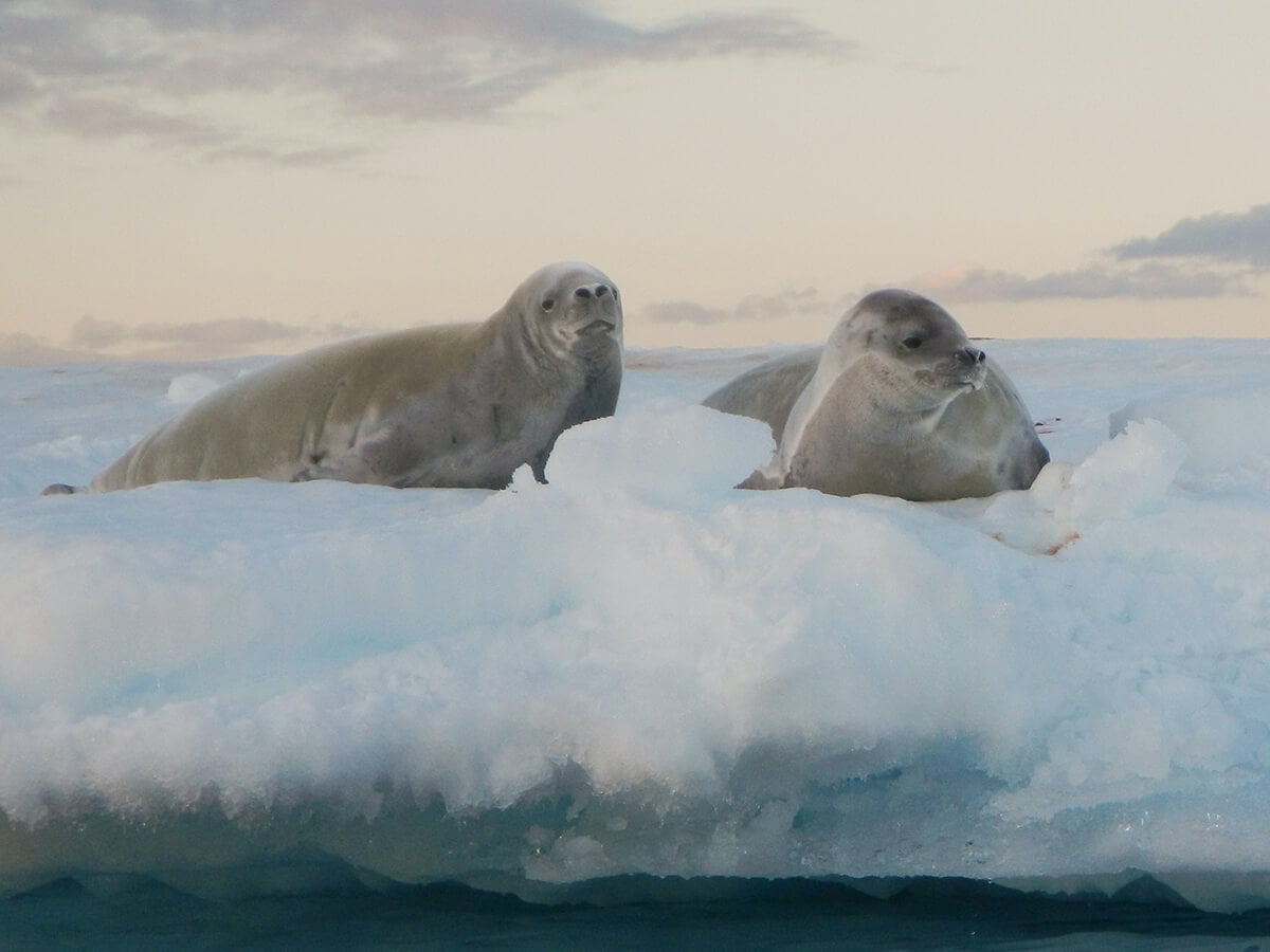Seals in Antarctica