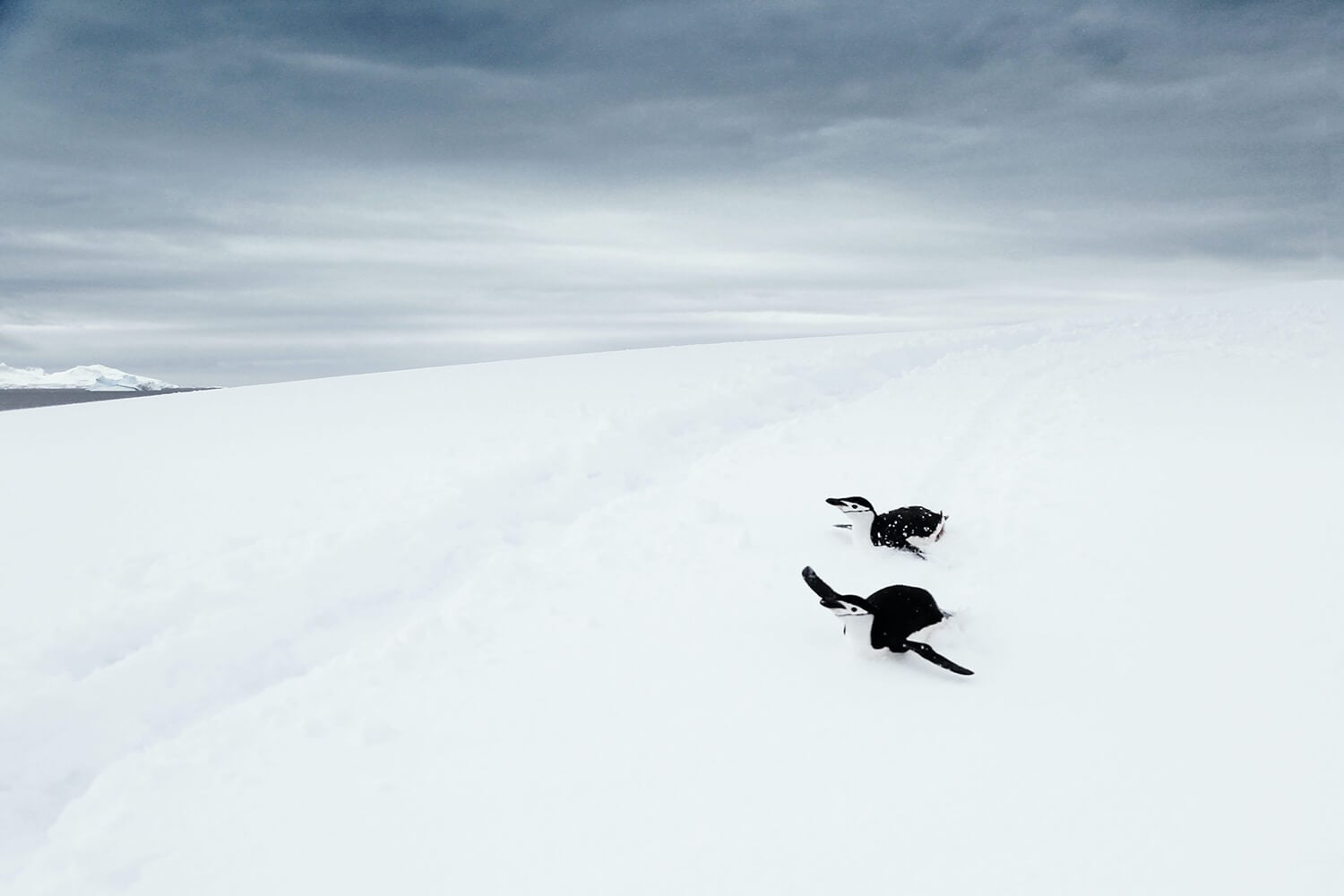 Sliding penguins in Antarctica