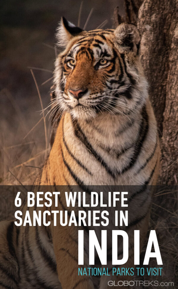 6 Best Wildlife Sanctuaries in India: National Parks to Visit