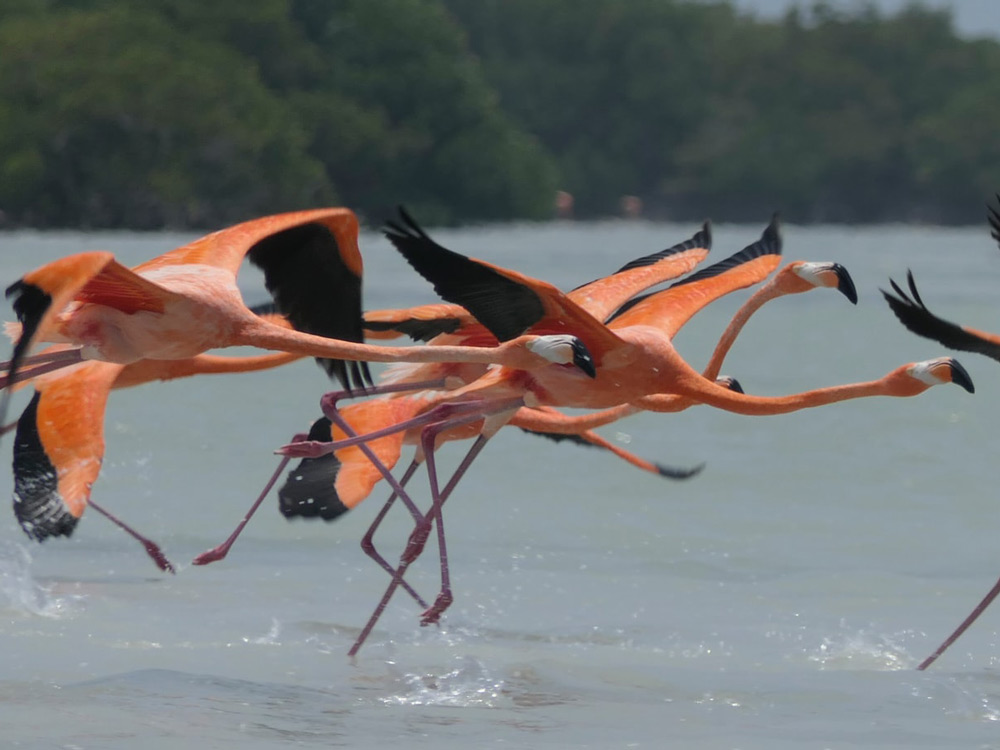 Ria celestun flamingo in flight