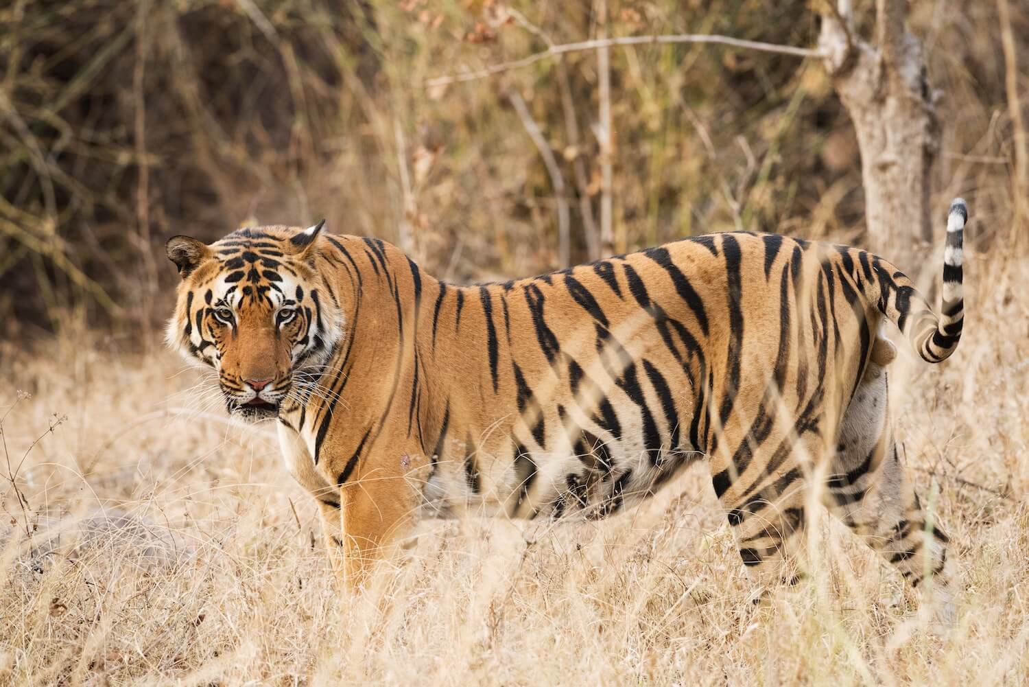 Tiger in Southern India