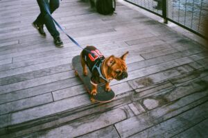 House Sitting NYC | How I Saved Money Traveling & Pet Sitting 1