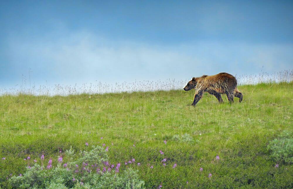 Alaska Road Trip Itineraries | Self-Drive Travel Planner 7 grizzly bear in Alaska