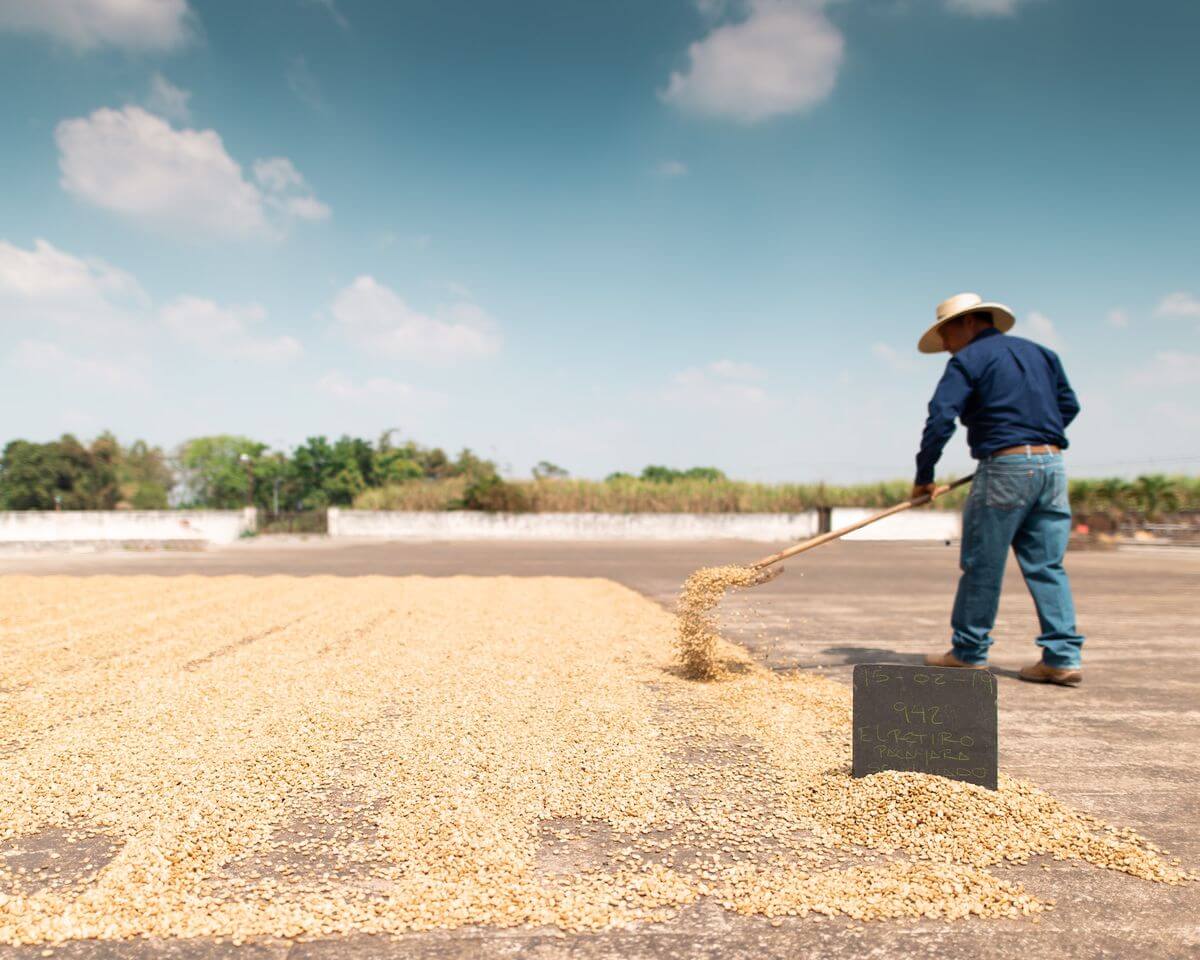 Coffee Plantation in El Salvador
