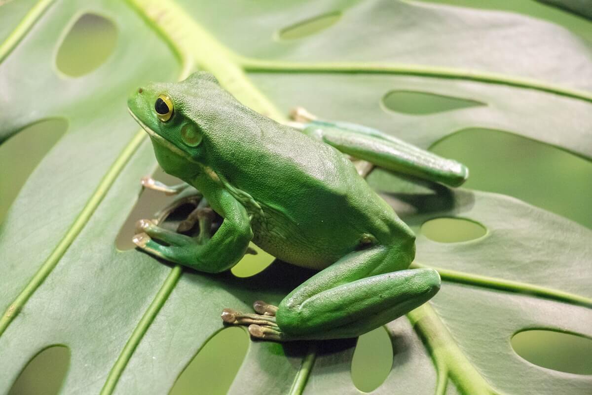 Frog on a Leaf