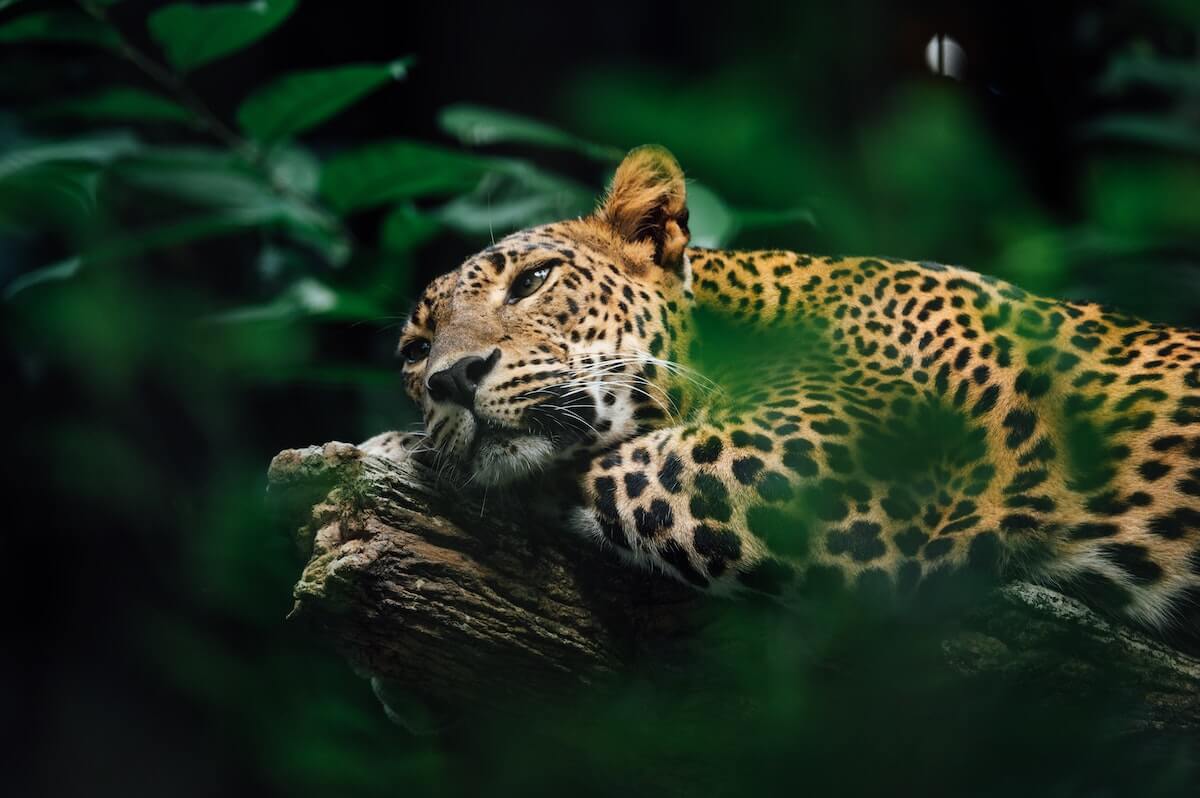 Resting Jaguar in Mexico