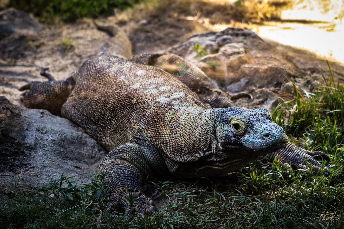 Komodo Dragon in Indonesia