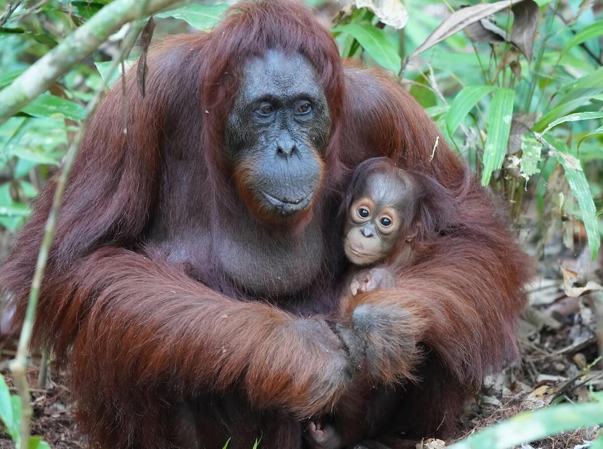 Wild Orangutans in Indonesia