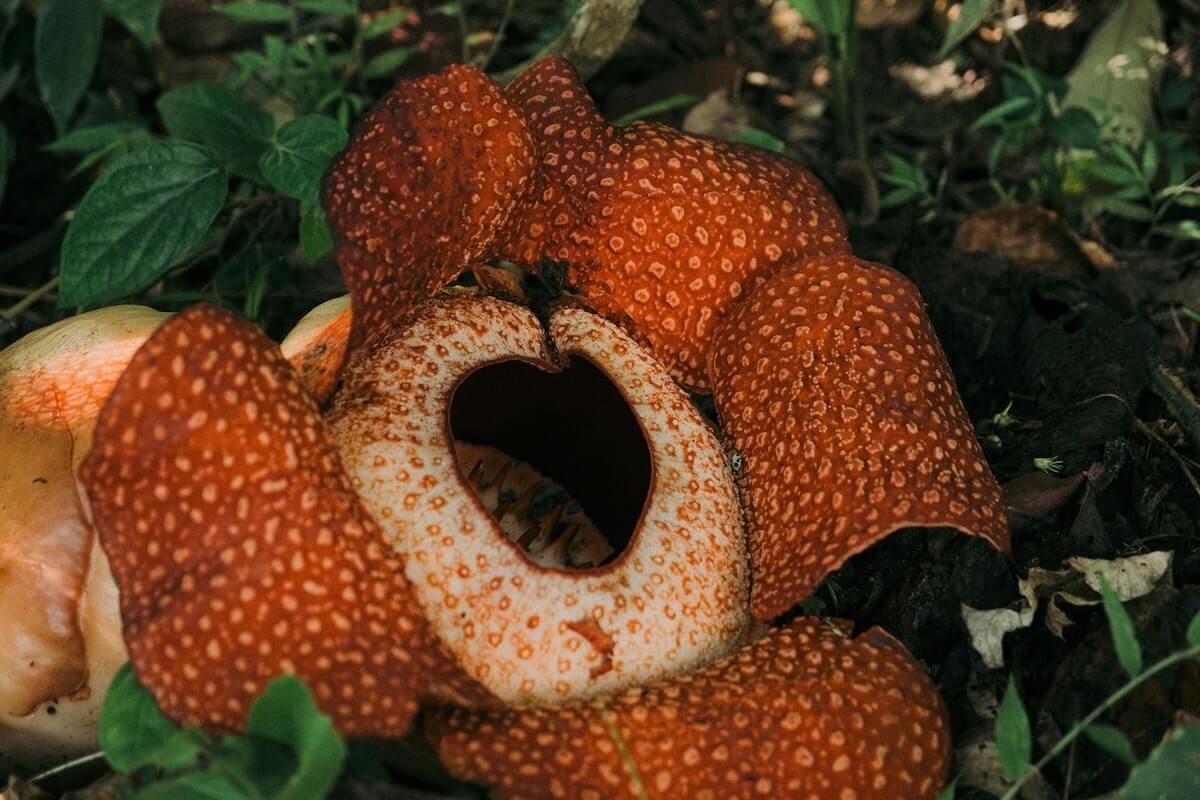 The large Rafflesia Arnoldii Flower in Indonesia