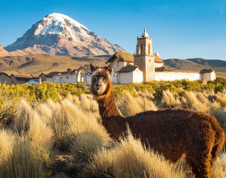 Llama in Bolivia's Nature