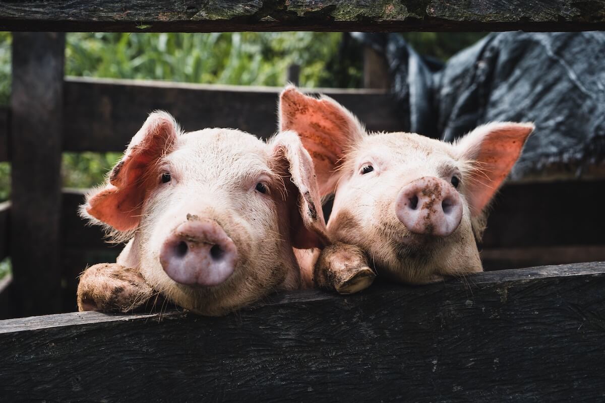 Two Little Pigs