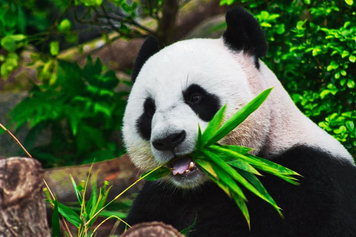Panda Eating Bamboo in China