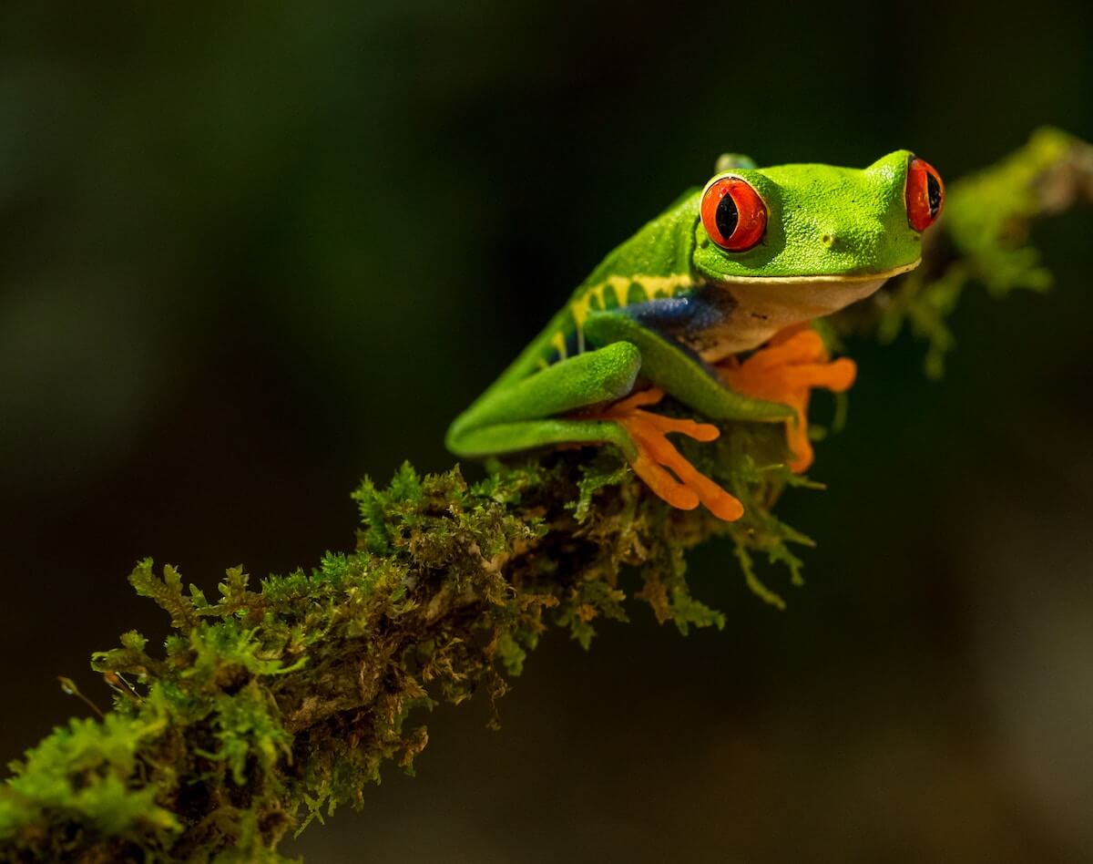 Little Frog on a Stick